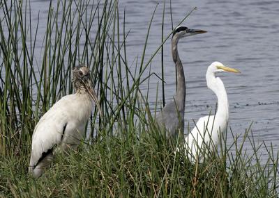 Stork Heron Egret