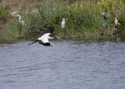 Wood Stork with fish