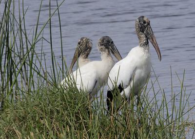 Wood Storks