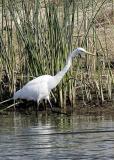 Great White Egret