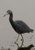 LB Heron