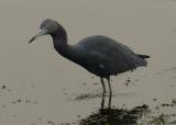 LB Heron