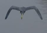 LB Heron fly away