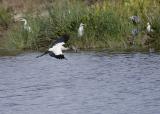 Wood Stork with fish