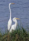 Egrets