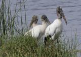 Wood Storks