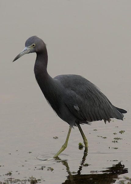 LB Heron