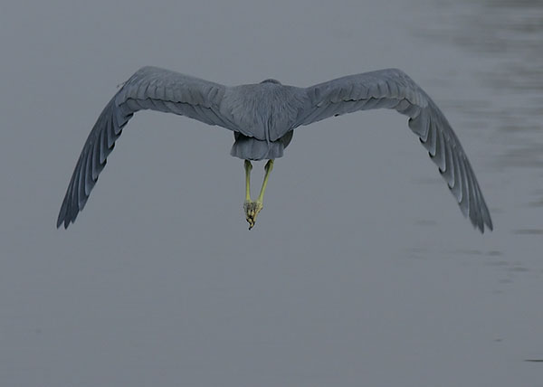 LB Heron fly away