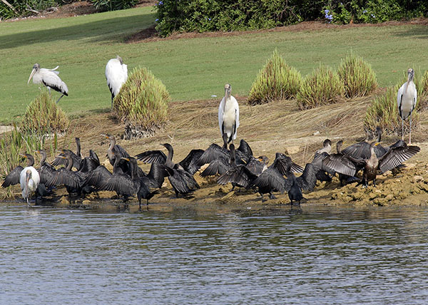 Cormorants with storks