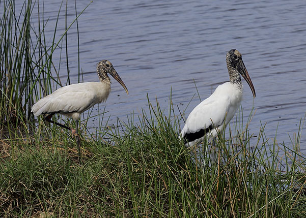 Wood Storks