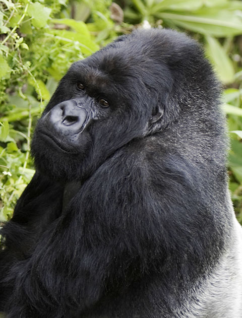 Silverback