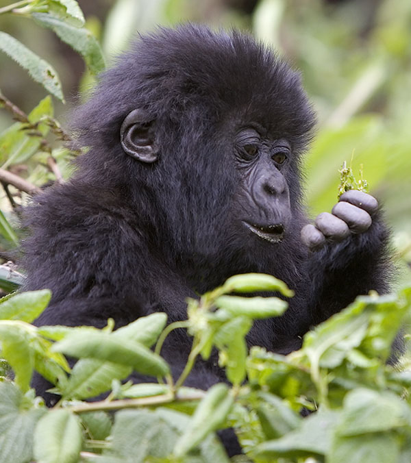Gorilla baby
