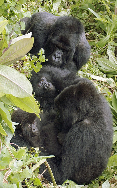 Gorilla family