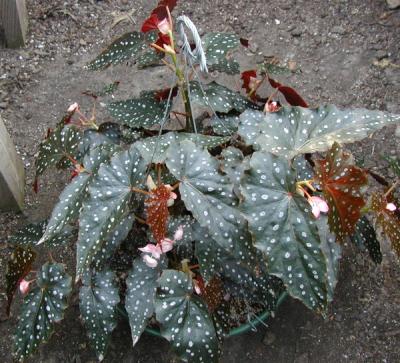 Begonia Sharon Seelert