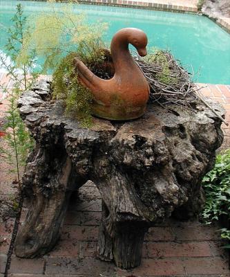 Swan planter from sale... The stump is the bottom of an Olive Tree turned upside down.