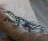 My grand daughter holding her lizard...