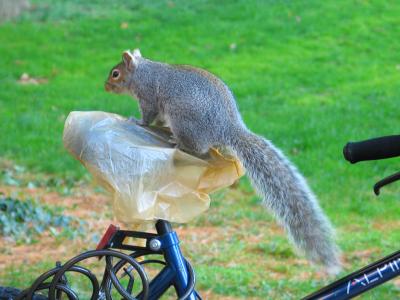 Biker Squirrel