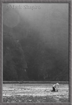Early Planting - Ninh Binh