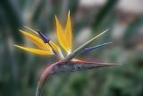 Bird of Paradise Flower