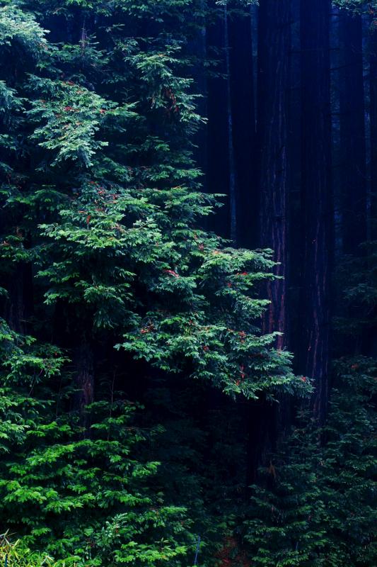 Winter Rain Forest