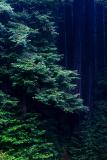 Winter Rain Forest