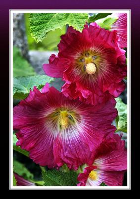 Hollyhocks (2031)