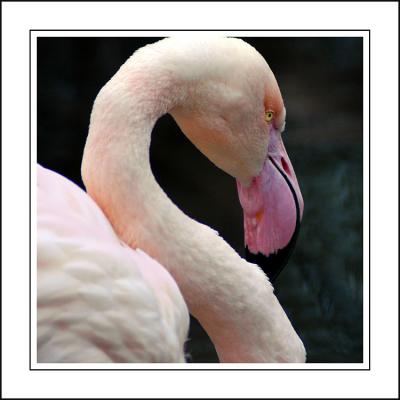 Flamingo ~ Birdland, Bourton-on-the-Water, Cotswolds