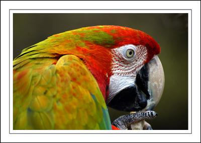 Macaw ~ Birdland, Bourton-on-the-Water, Cotswolds