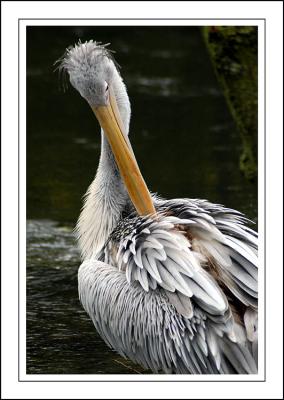 Pelican't reach ~ Birdland, Bourton-on-the-Water, Cotswolds