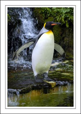 Another penguin ~ Birdland, Bourton-on-the-Water