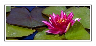 Deep pink water lily