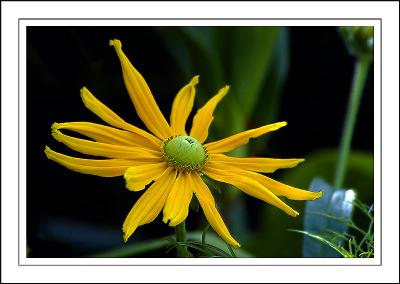 Spindly yellow flower
