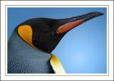 Penguin ~ Birdland, Bourton-on-the-Water, Cotswolds