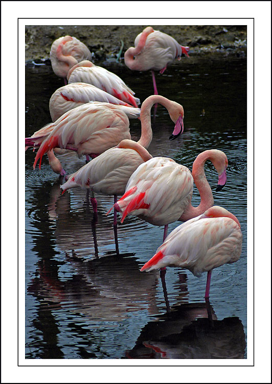 The line up ~ Birdland, Bourton-on-the-Water, Cotswolds