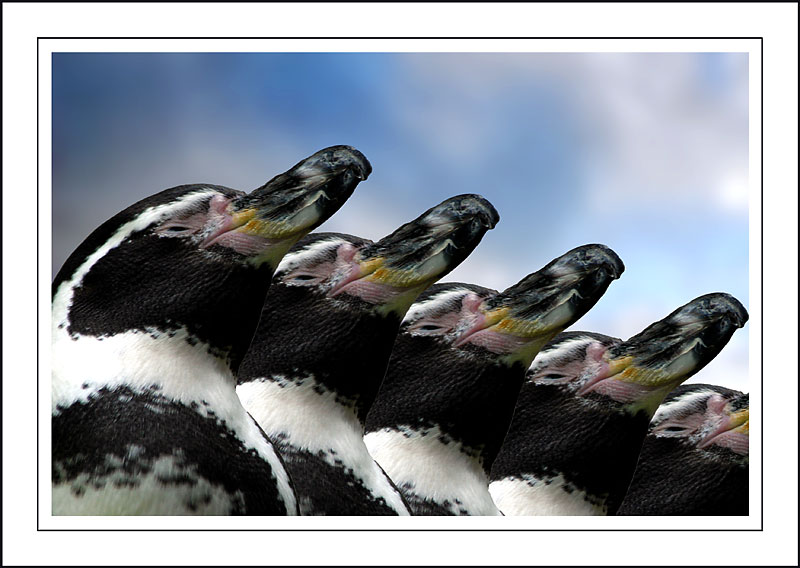 Penguin identity parade ~ Birdland, Bourton-on-the-Water (2267)