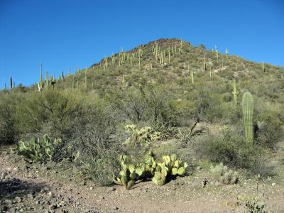 Lots of Saguaros on the south side of BM