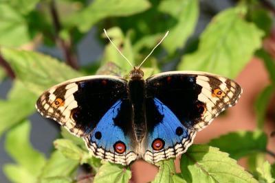 Blue Pansy