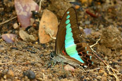 Common Bluebottle