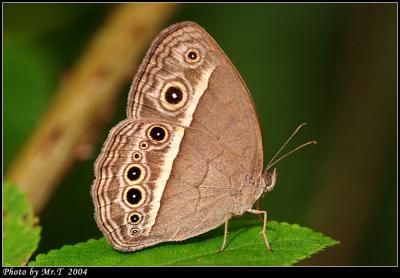 pܲ Dark-band Bush Brown (Mycalesis mineus)