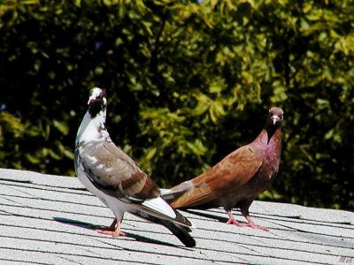 Pidgeons on the roof2.jpg(177)