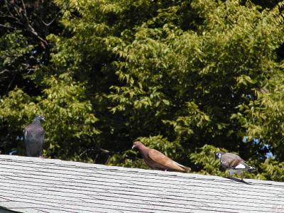 Pidgeons on roof4.jpg(149)