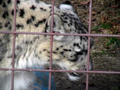 Snow Leopard2.jpg(187)