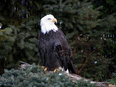 Mature Male Bald Eagle2.jpg(382)