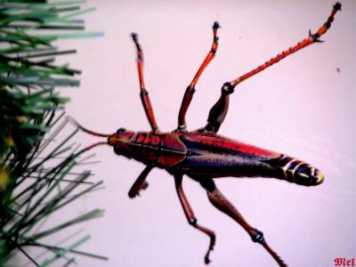 Red grasshopper.jpg(502)