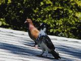 Pidgeons on the roof.jpg(186)