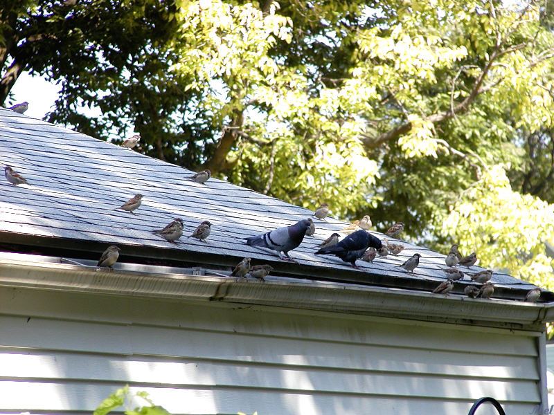 Gathering of birds.jpg(150)