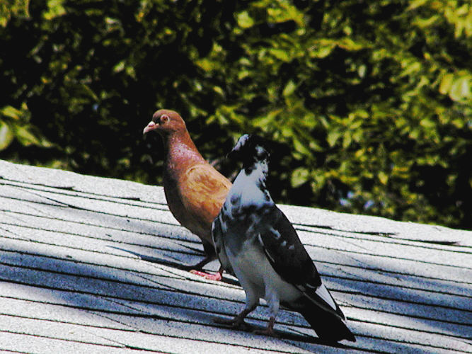 Pidgeons on the roof.jpg(186)