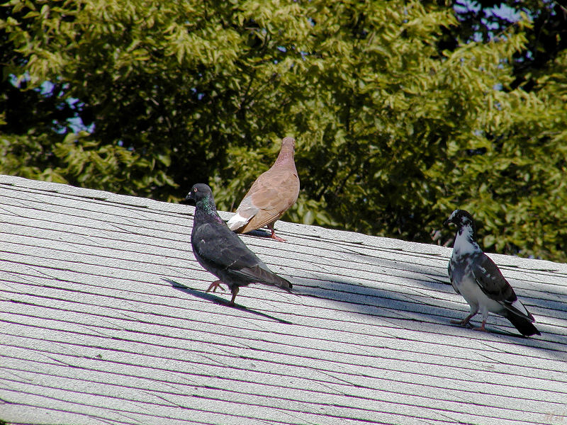 Pidgeons on the roof3.jpg(173)