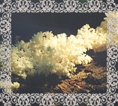 coral-fungus.jpg