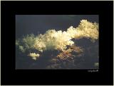 coral-fungus2.jpg